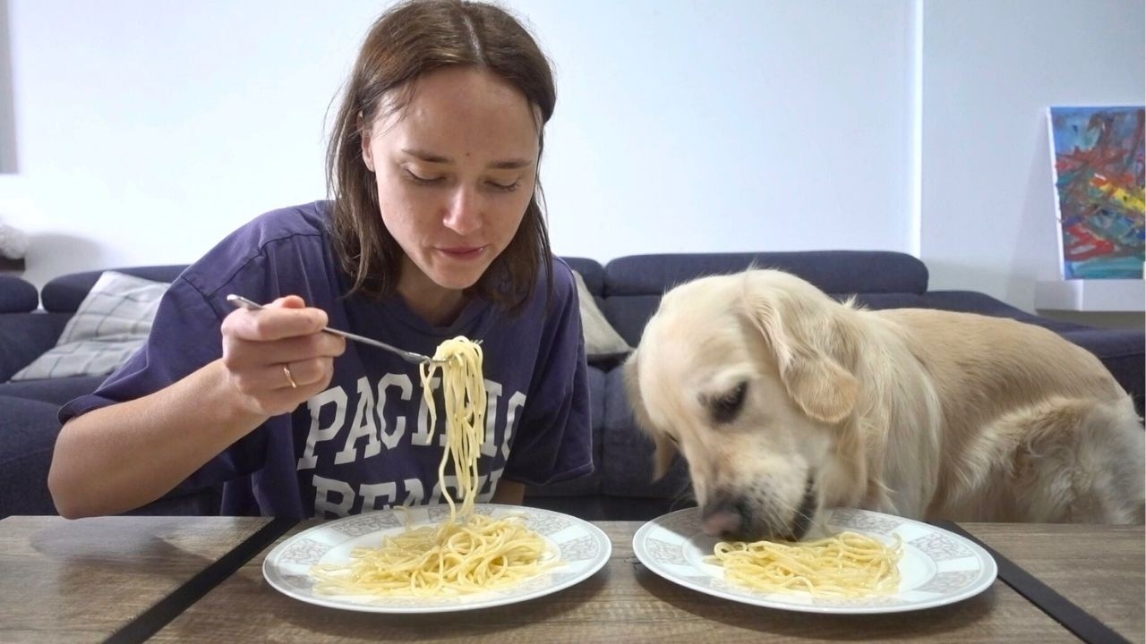 Funny TikTok Trends With My Golden Retriever | Dog reaction
