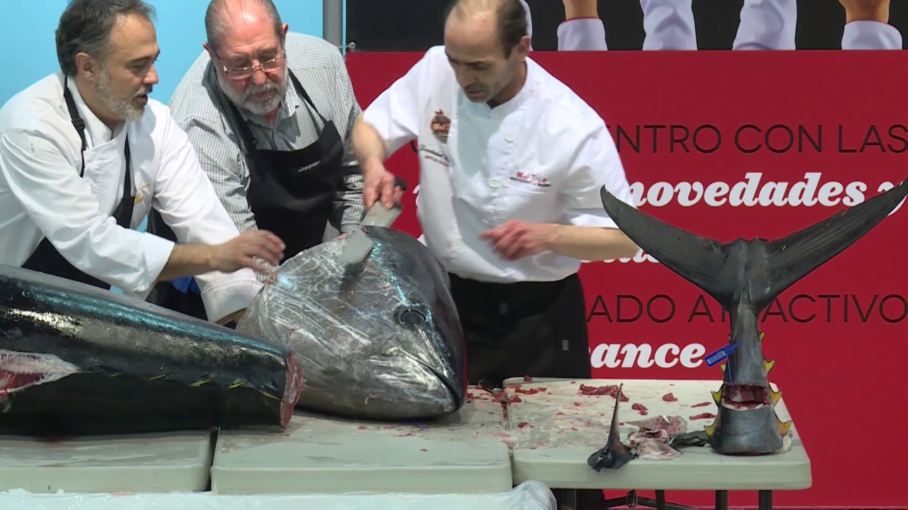 RONQUEO DE ATUN ROJO DEL MEDITERRANEO BALFEG&Oacute; SALENOR 2017