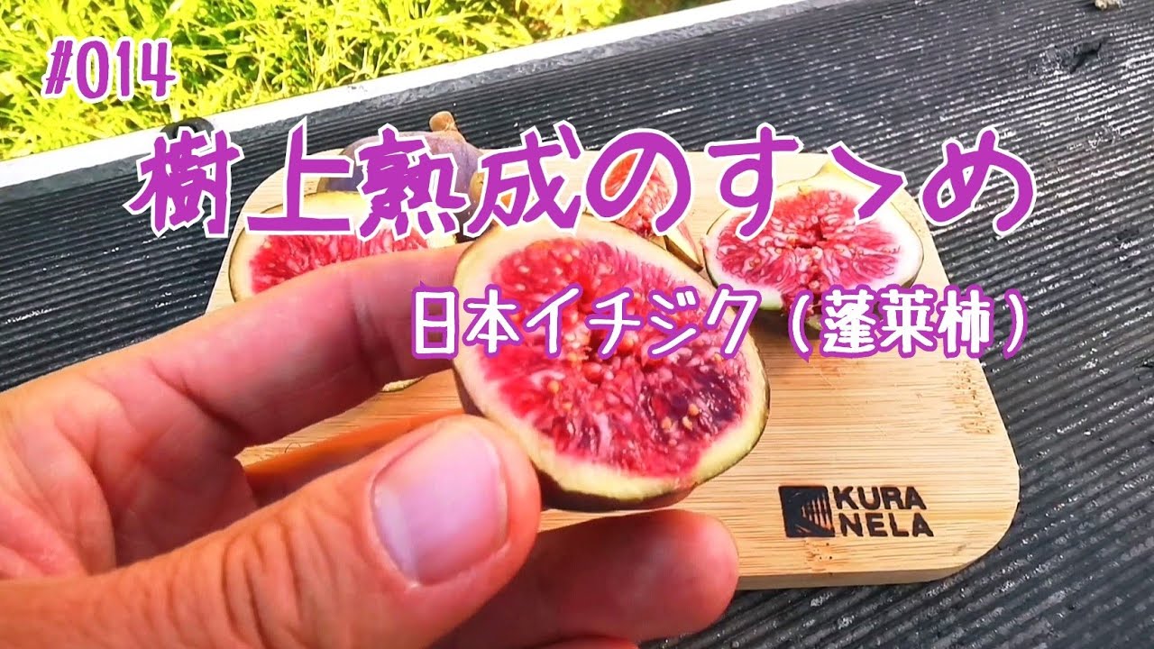 樹上熟成のすゝめ 蓬莱柿【イチジク】くらねら果樹園