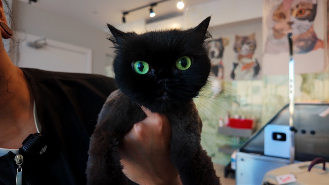 Этого кота бросил предыдущий хозяин 🤬
