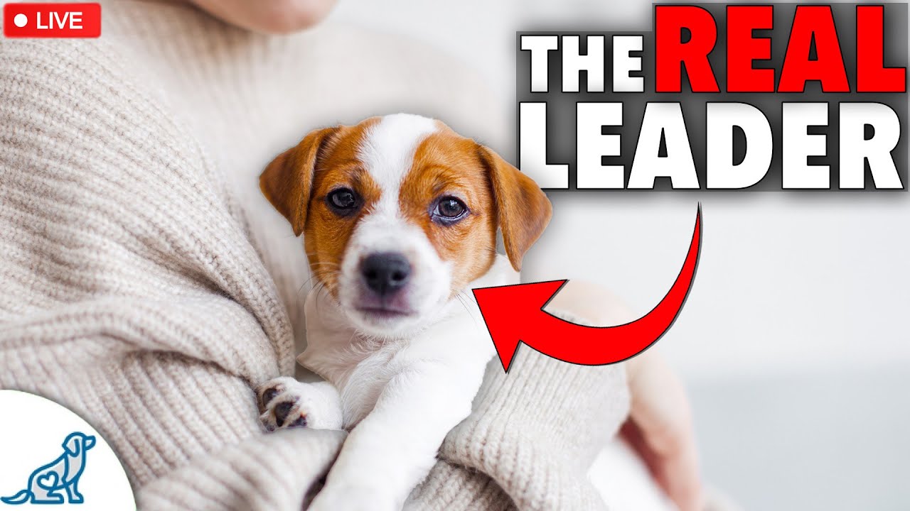 5 Signs You Have A Dog Training 