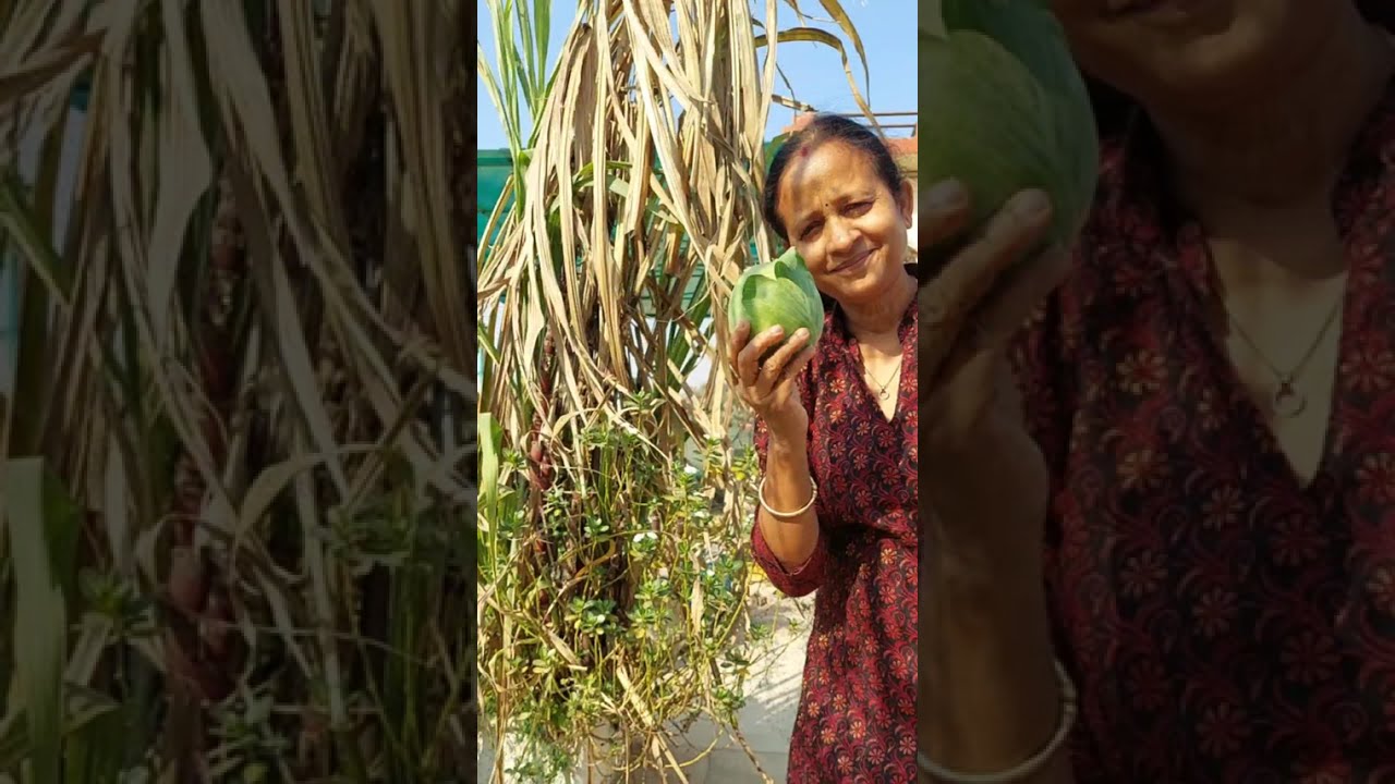 कैसे शुरू करे टेरिस गार्डनिग /होम मेकर होकर भी अपनी मेहनत से बनाया इतना बडा टेरिस गार्डन. 