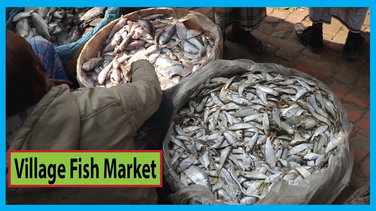 How Fish Sellers Selling Fresh Bangladesh Fish in a Village Fish Market | Fish Corn