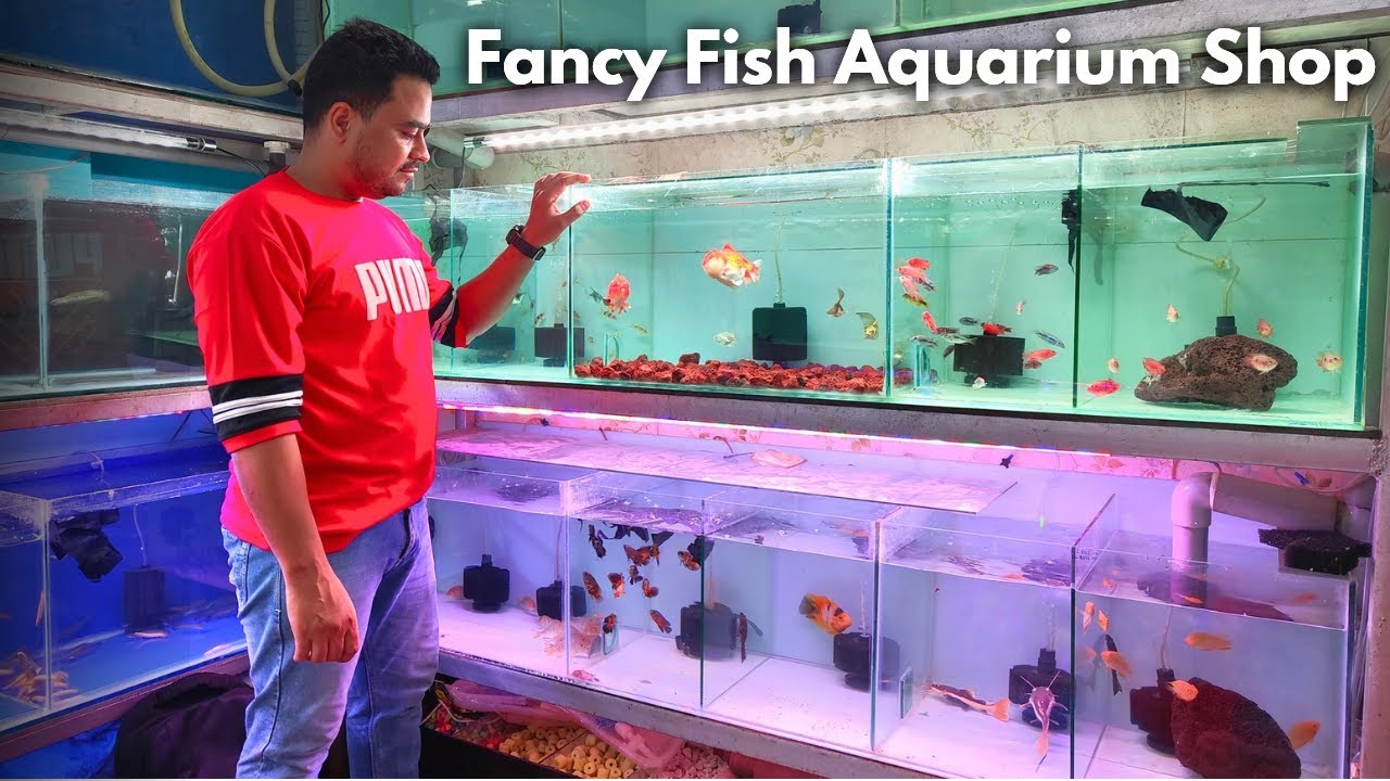 Fancy Fish Aquarium Shop | High Quality Aquarium Fishes Available | Imported Exotic Aquarium Fishes