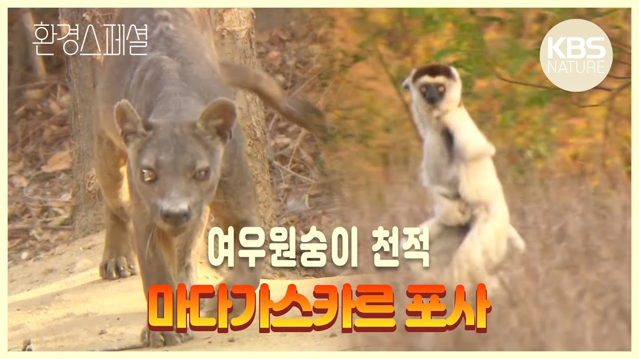 환경스페셜 &lsquo;진화의 블랙박스, 마다가스카르&rsquo; / KBS 20101117 방송