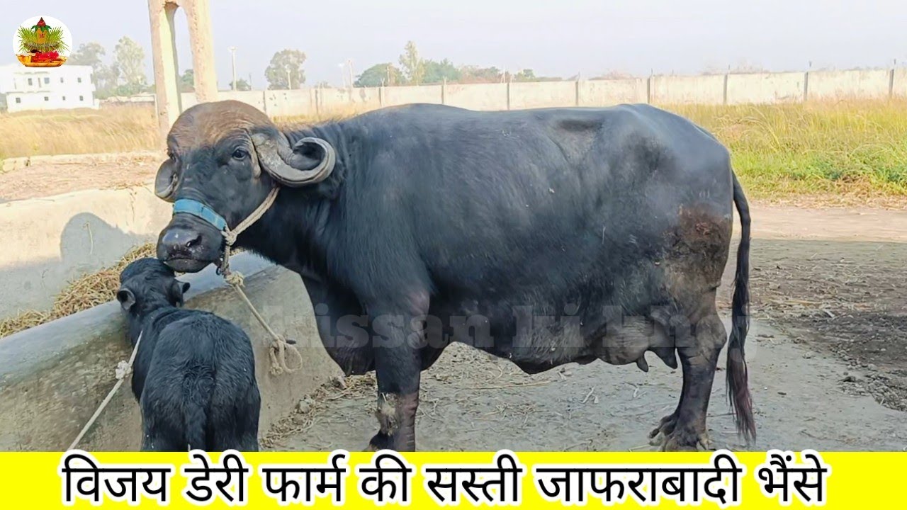 जूनागढ़ की सस्ती जाफराबादी भैंस ख़रीदे सीधा #शेतकरी से | Jafarabadi Buffalo Farm Gujarat 📱9724759557