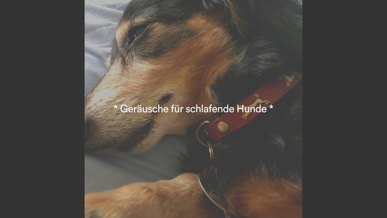 Tief Schlafender Hund