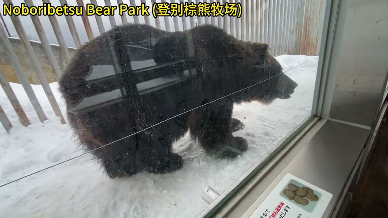 【20260117 Part2】北海道 #登别 #Noboribetsu Bear Park (登别棕熊牧场) #Geyser in Sengen Park (泉源公园间歇泉)