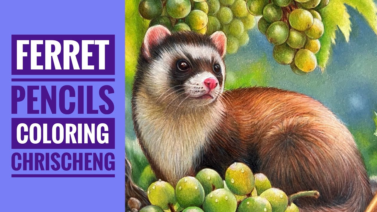 FERRET Coloring - Part 6 | From 