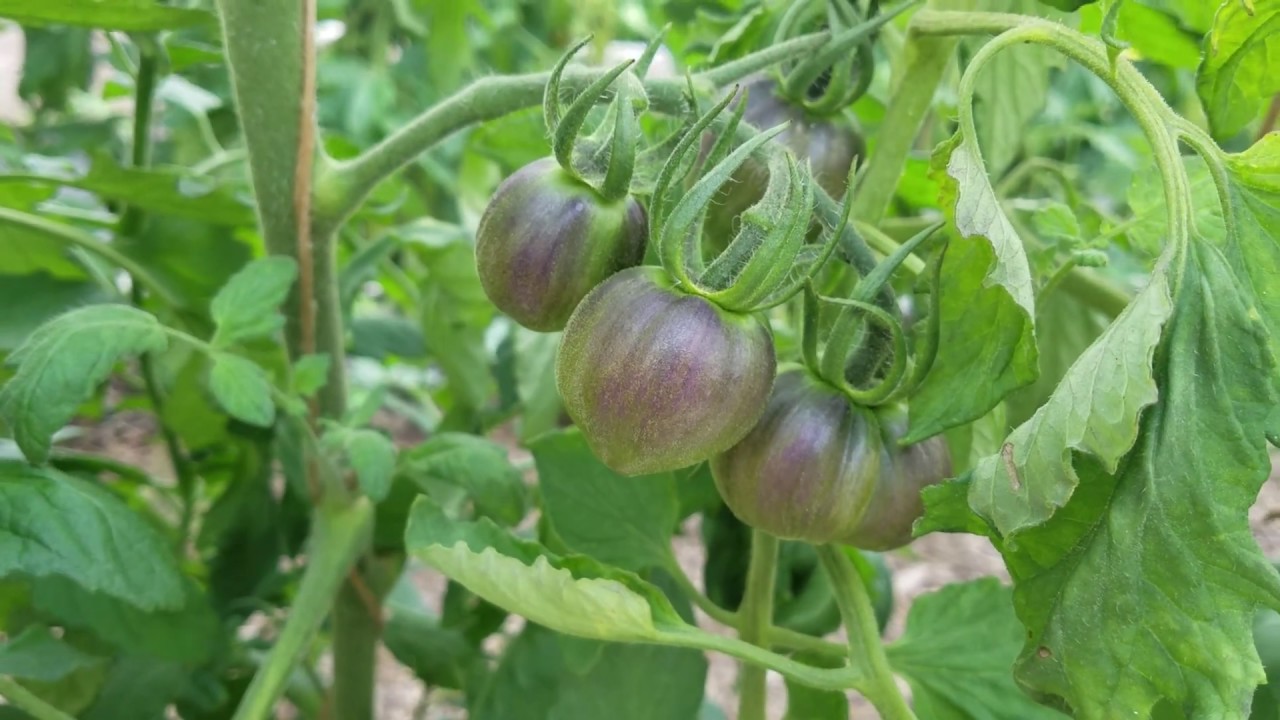 Brad's Atomic Grape Tomato and something else?