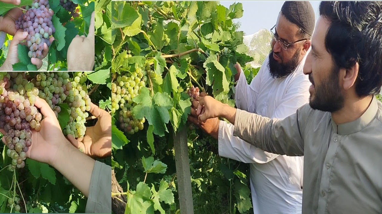 Smart grapes farming |king ruby grapes |angur ka farm| vet ishaq javid