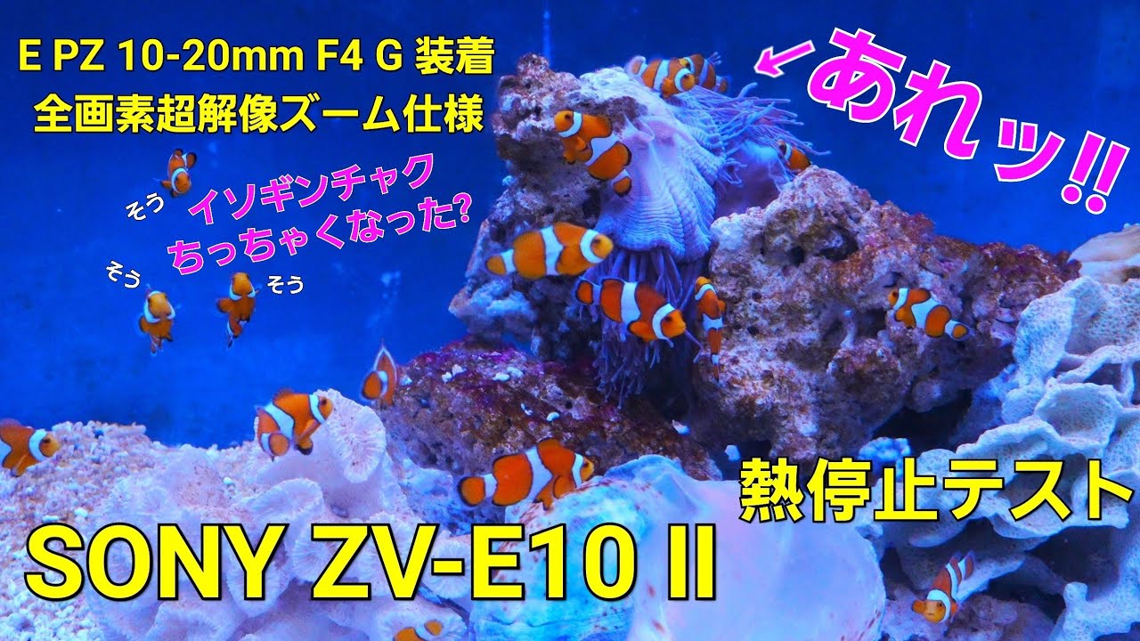 第四弾.【SONY ZV‐E10 Ⅱ】熱停止迄ノンストップテスト. llano冷却ファン仕様.  新さっぽろサンピアザ水族館 2026年1月18日