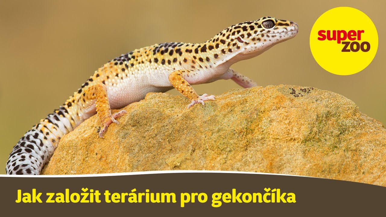 17. díl: Jak založit terárium pro gekončíka nočního | Škola Super zoo