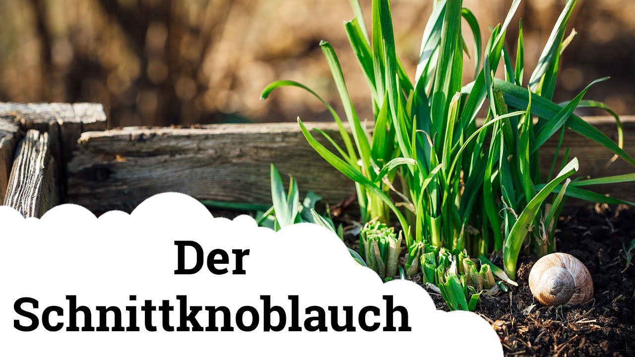 Der Schnittknoblauch | Knoblauch ohne lästigen Mundgeruch? 🌱