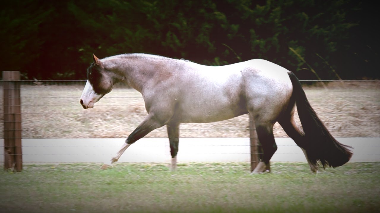 Lazy Luvah: 2011 Bay Roan Overo Stallion