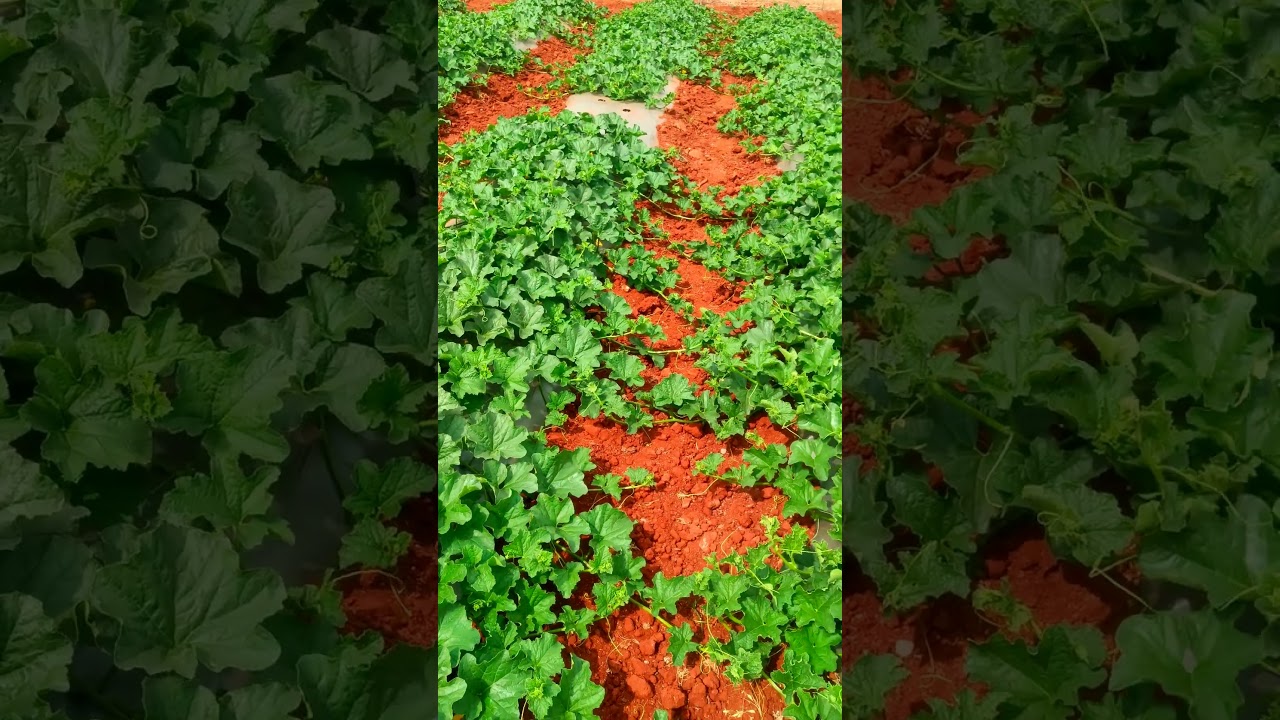 musk melon #price#price #agriculture #melons #muskmelon #agriculture #farming