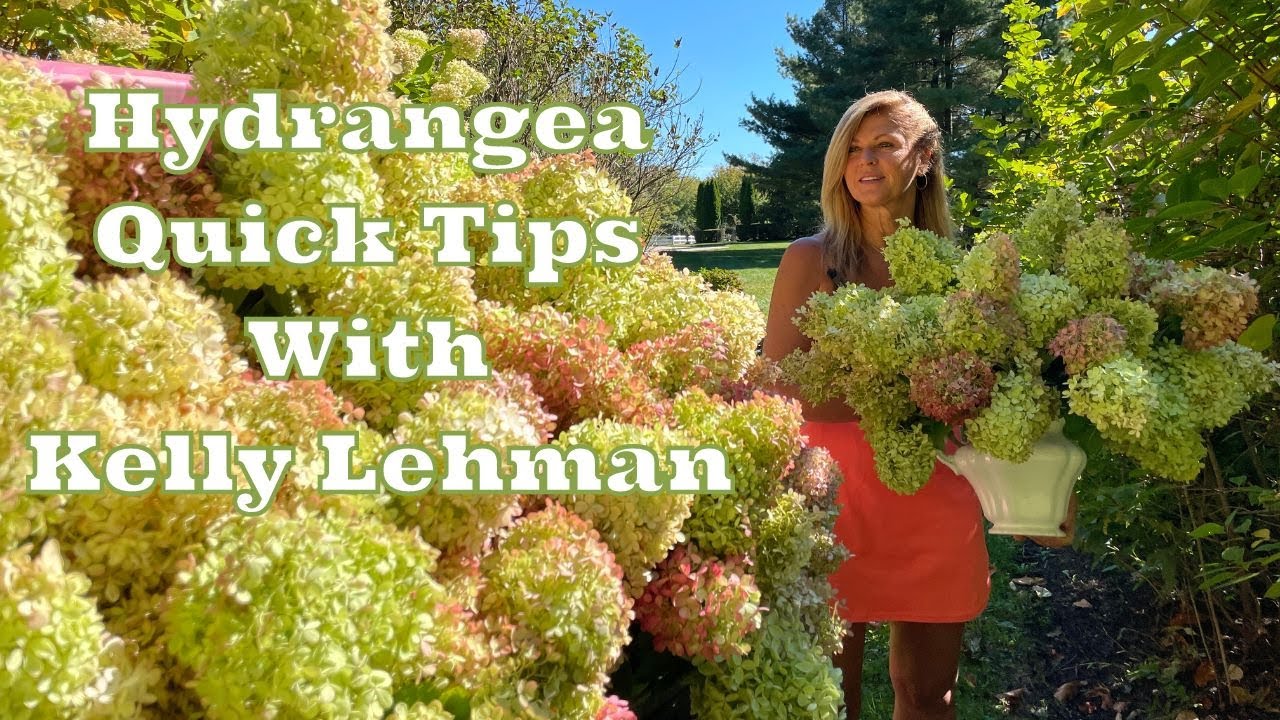 Hydrangea Quick Tips With Kelly Lehman