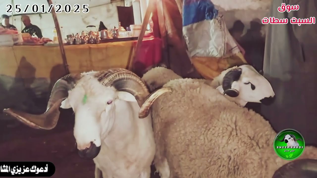 مباشرة من سوق السبت سطات مع ثمن الحولي و الحولية بتاريخ اليوم 25/01/2025
