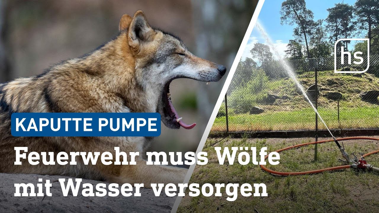 Feuerwehr versorgt Tiere im Hanauer Wildpark mit Wasser  | hessenschau