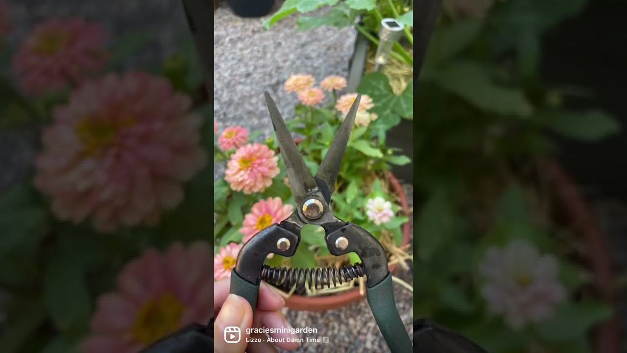 How to Clean Garden Pruning Shears the Easy Way