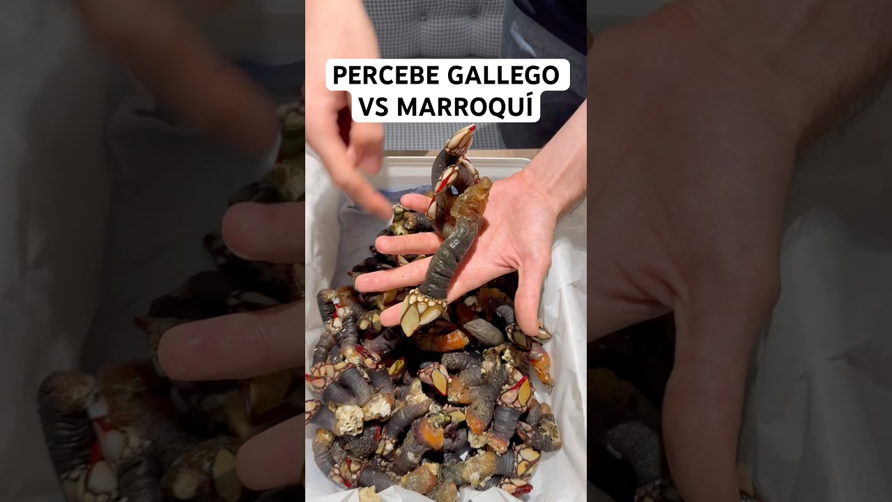 PERCEBE GALLEGO Y MARROQU&Iacute; #percebes #mariscos #gastronomia #pesca #galicia #comida #marisco