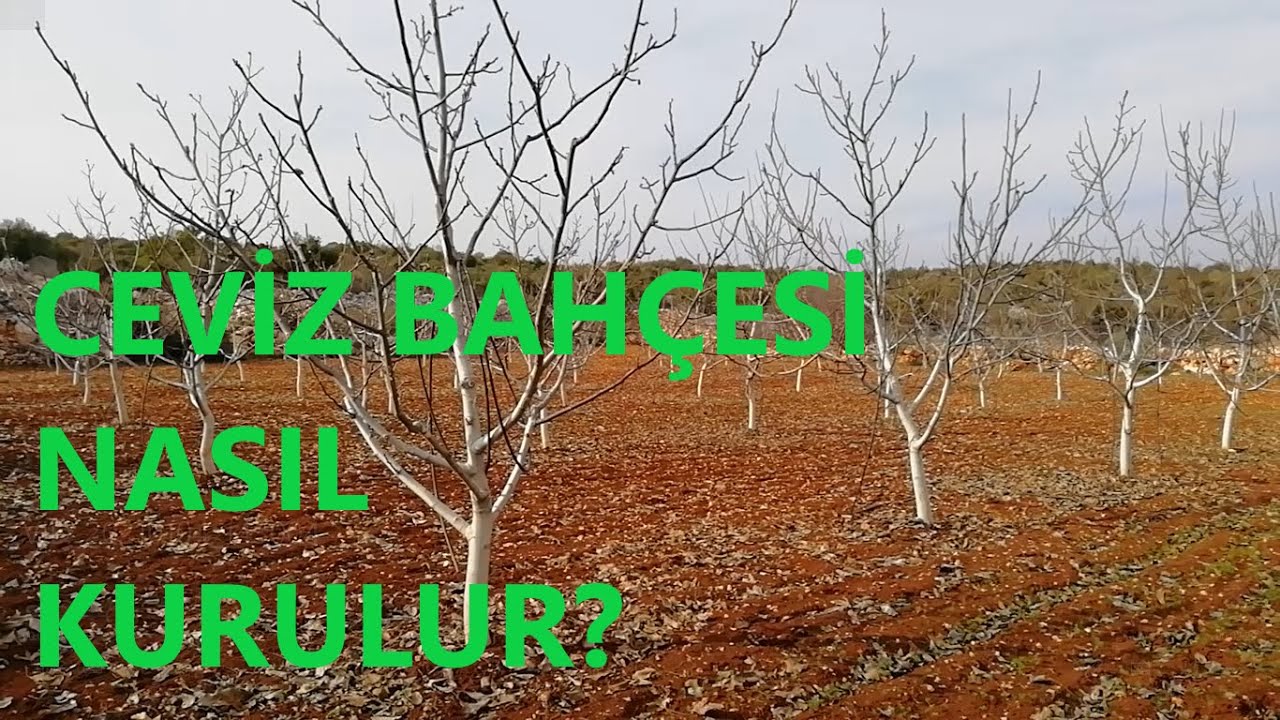 Ceviz Bahçesi Nasıl Kurulur?