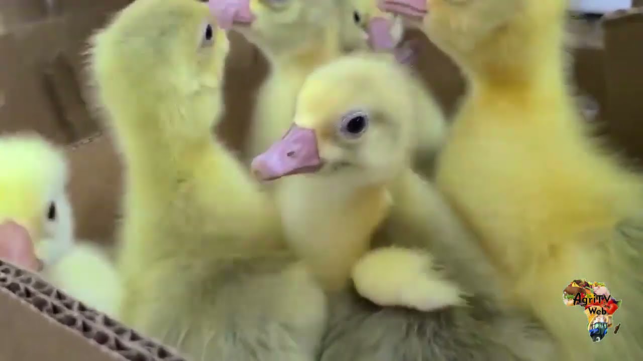 Aviculture : Investissez dans une entreprise de production de poussins d'un jour