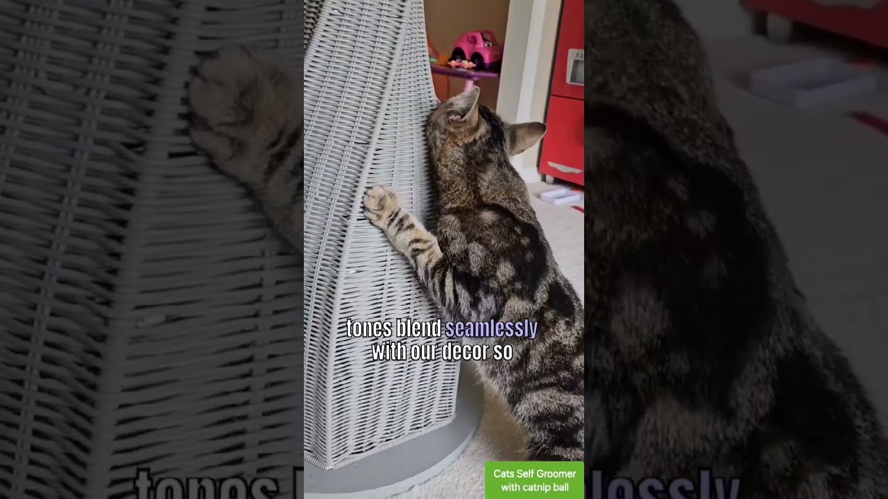 Calypso Everlasting Cat Scratcher.