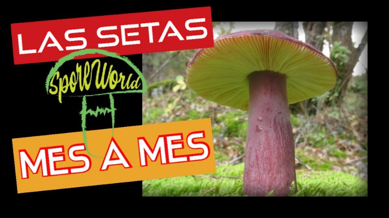 #19.🔺 LAS SETAS MES A MES 🍄🍄🍄