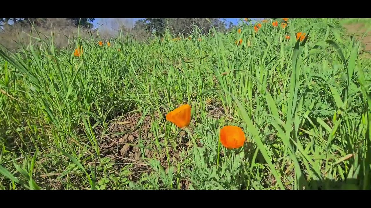 Episodio # 9 del recorrido por el parque JOHN MCLAREN PARK en san francisco. 