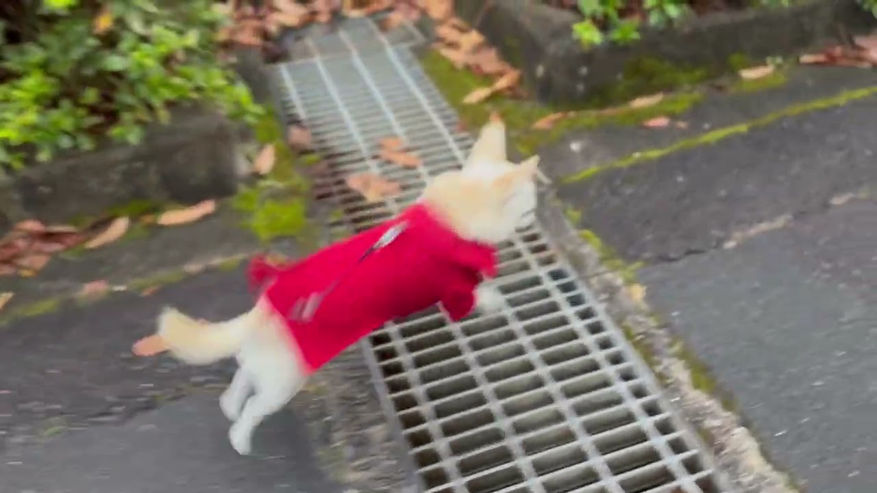 ピコ 2026年 3月 その1