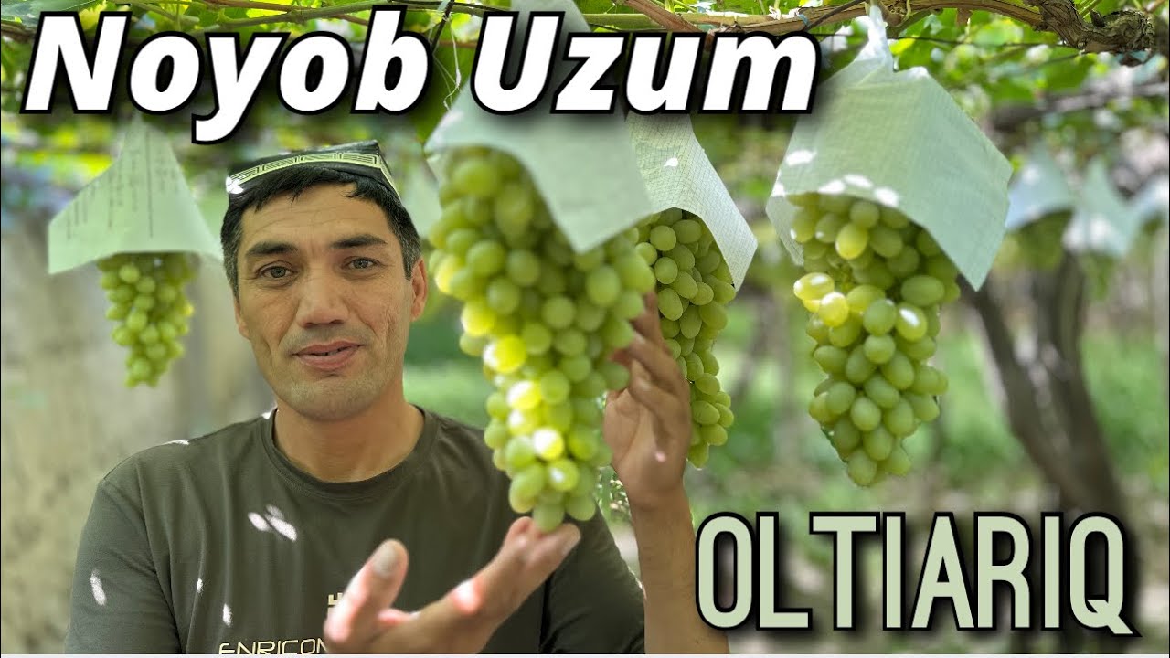 2025 Husayni uzum parvarishi va saqlash sirları. Qushlardan himoya va kasallikka qarshi kurash.