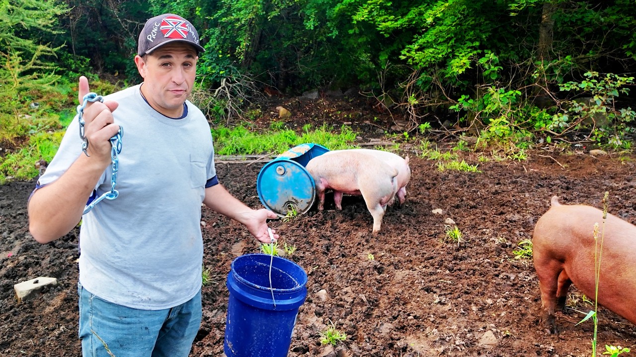 Sir Porkington is Gone