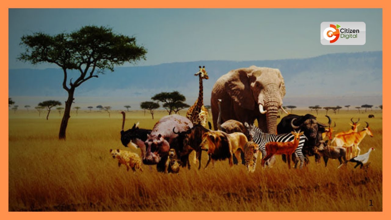 Elephant numbers rise to 41,952 in wildlife census