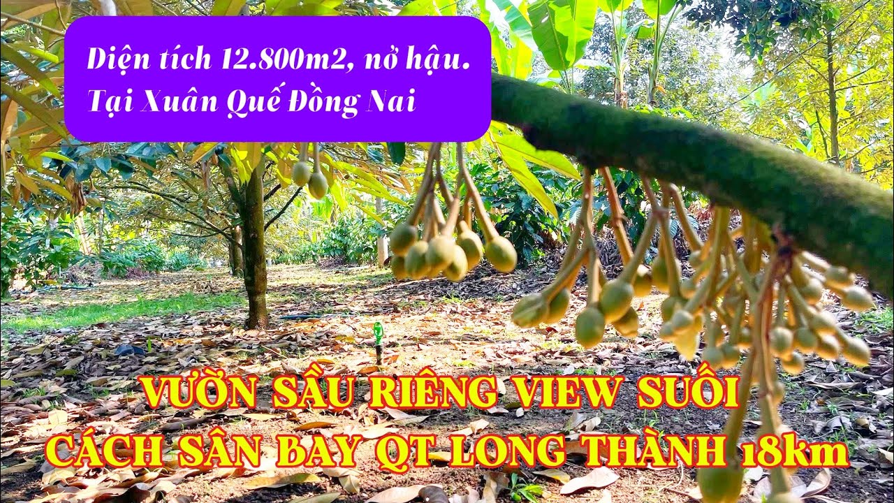 Vườn sầu riêng view suối tại Xuân Quế Đồng Nai. Cách sân bay QT Long Thành 18km