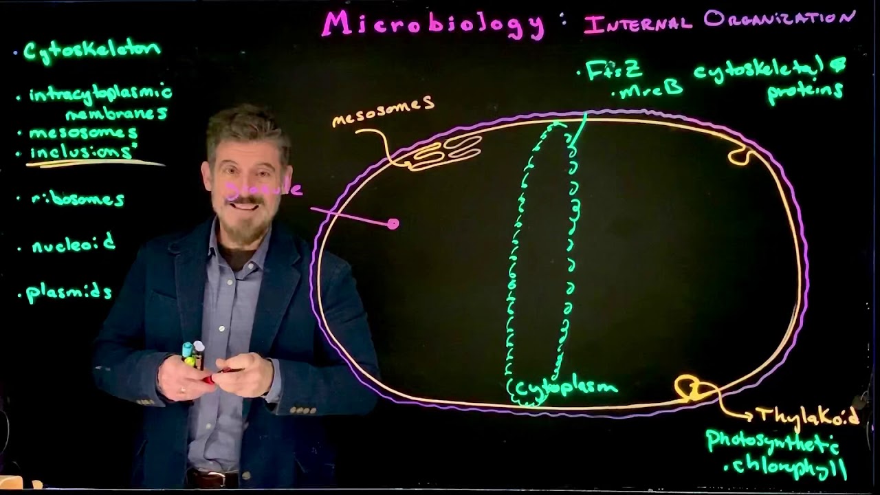 Cytoplasmic structures in Bacteria
