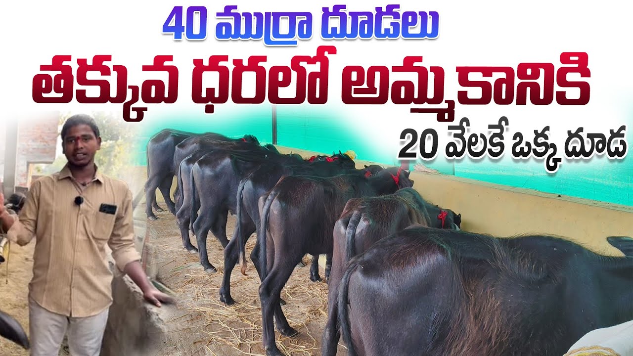 40 ముర్రా దూడలు తక్కువ ధరలో అమ్మకానికి 20 వేలకే ఒక్క దూడ || Murrah Buffalo Calfs In Andhra 