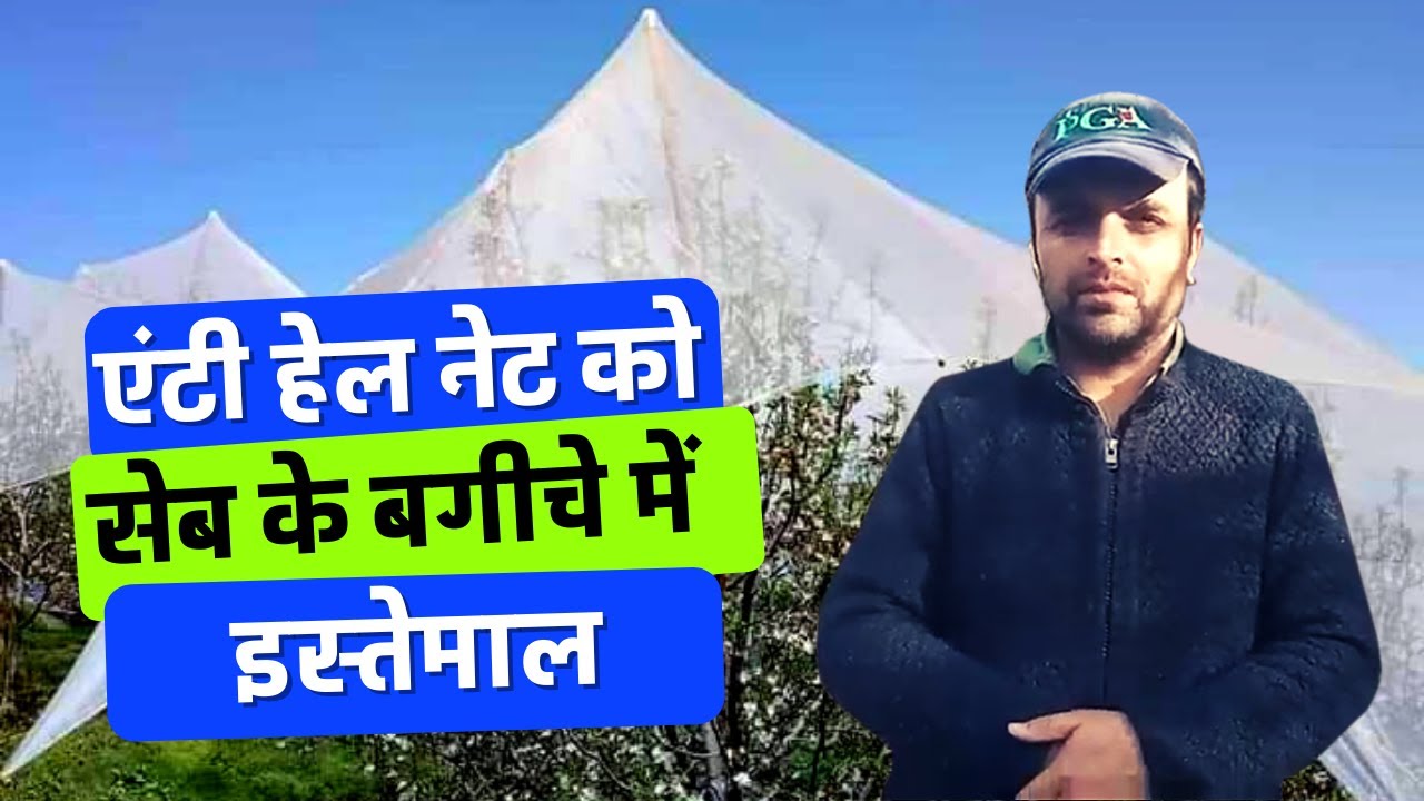 Anti Hail Net used in an Apple Orchard. एंटी हेल नेट को सेब के बगीचे में इस्तेमाल