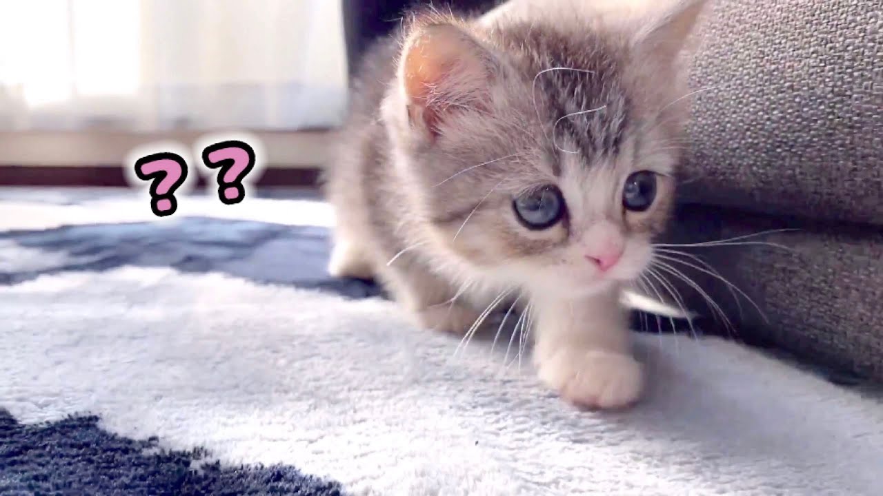 初めて部屋を探検する子猫がこちらです…笑
