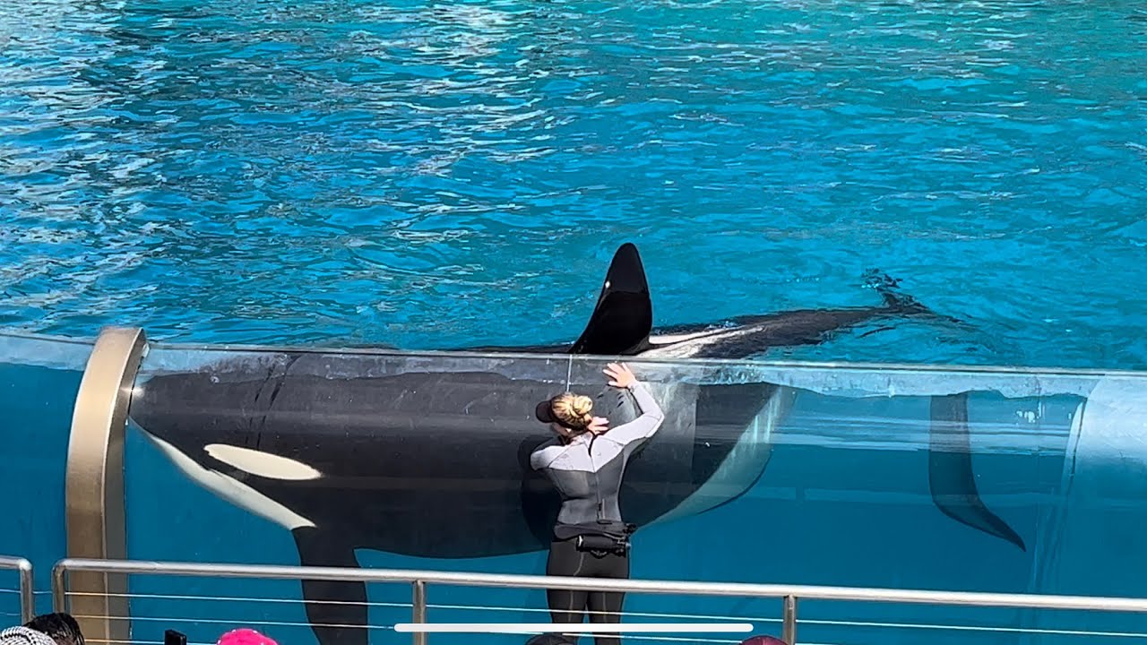 Встреча с косаткой (полное шоу) в формате 4K в SeaWorld, Сан-Диего, Калифорния, 22 октября 2023 г.