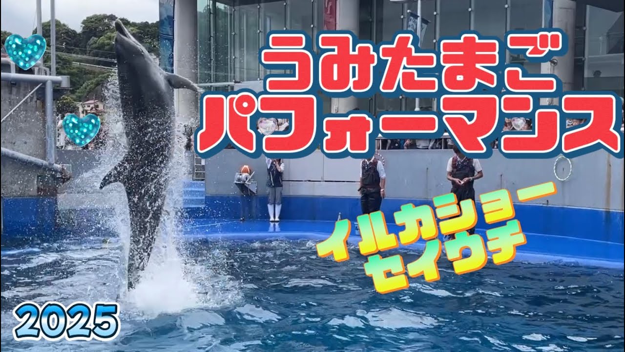 うみたまご見てみようパフォーマンスする動物達　animal performance in Umitamago