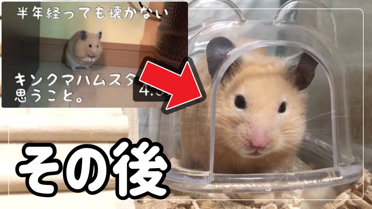 半年経っても懐かないキンクマハムスターに思うことのその後🐹まちゃ