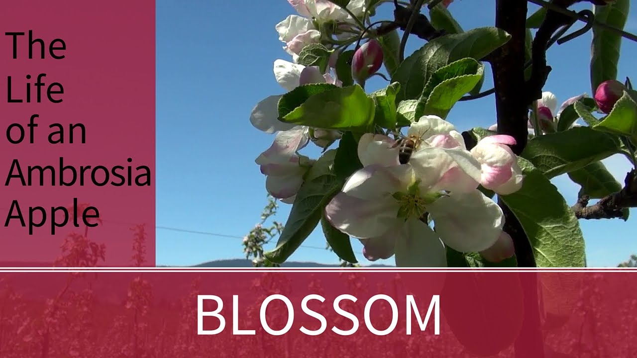 Tour an Ambrosia Apple Orchard!