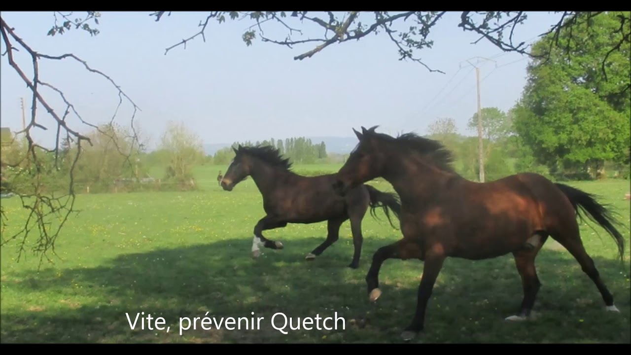 Le Dressage de légèreté, école de Philippe Karl, aux Centaures.