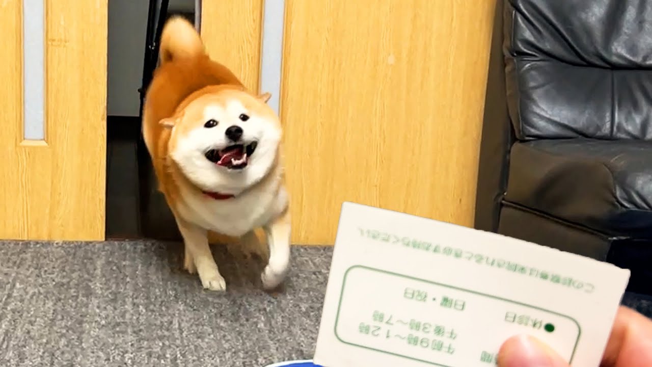 テンションMAXの柴犬に動物病院の診察券を見せた瞬間に・・・