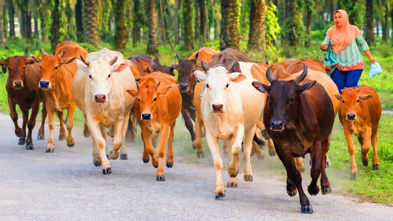 WOW Amazing 𓃔𓃔𓃔, A Shepherd Herds Healthy, Tame Cows Back To The Barn – (ASMR) Cow Sounds