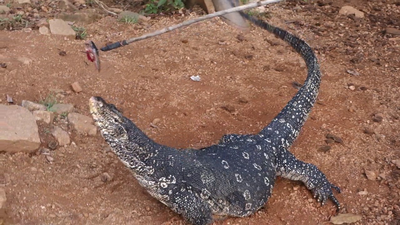 Monitor lizard near Polonaruwa, Sri Lanka