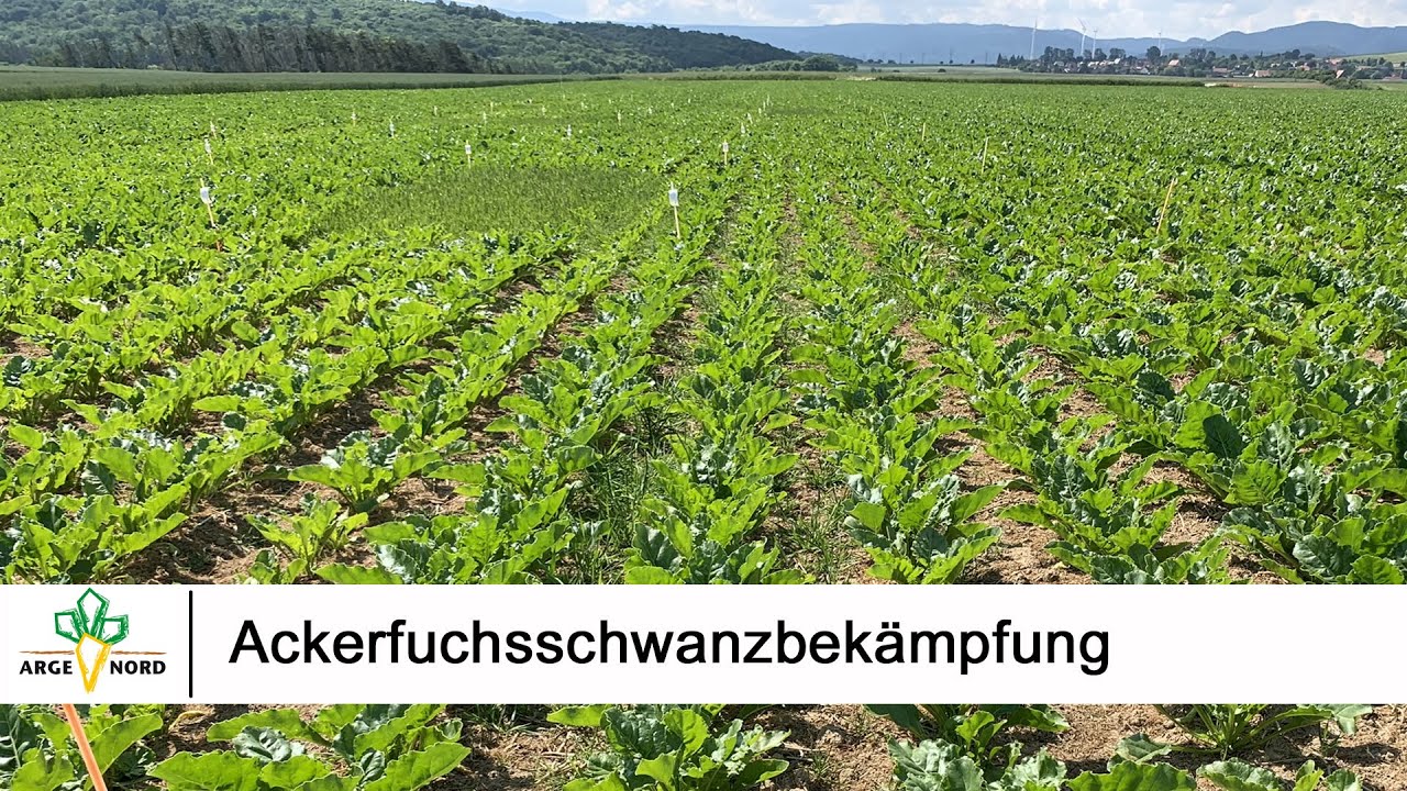 Ackerfuchsschwanzbekämpfung in Zuckerrüben