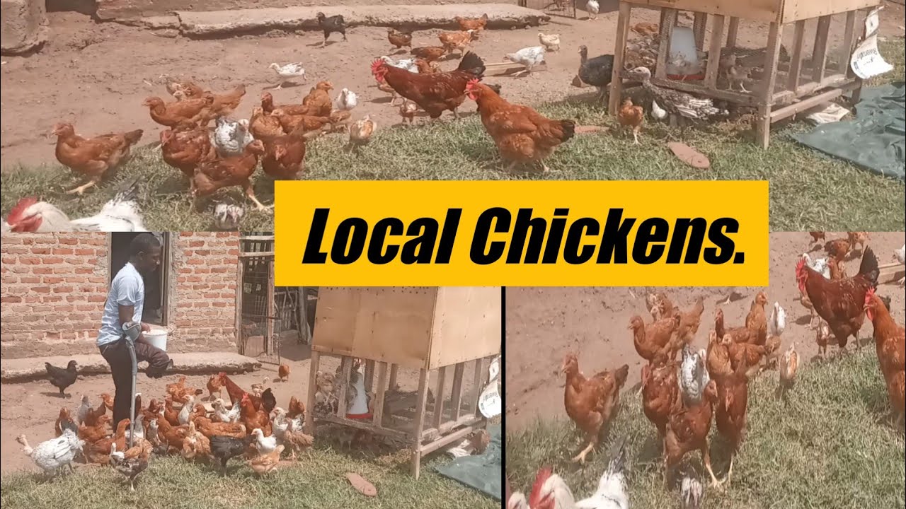 Raising Local Chickens, Increasing the number by Synchronized hatching || farm updates.