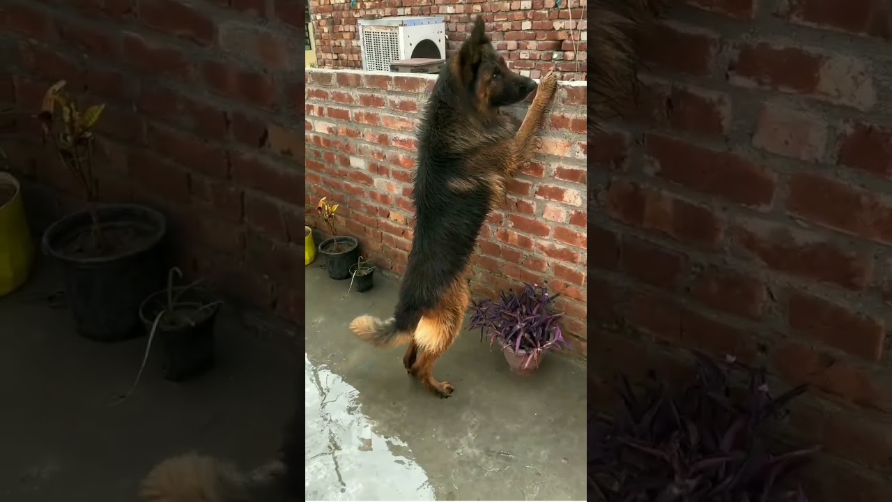 # दुनिया के 10 सबसे वफादार dog🐕🐶